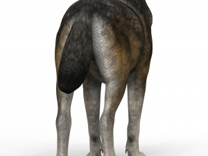brown wolf Model 3D