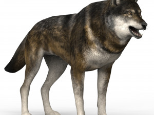 brown wolf Model 3D