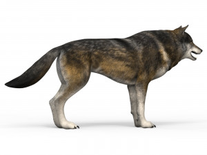 brown wolf Model 3D