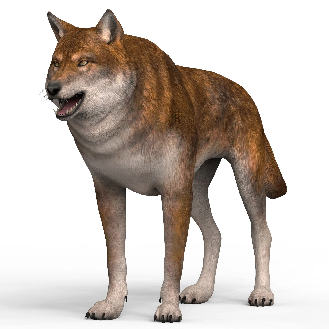 red wolf 3D Model .c4d .max .obj .3ds .fbx .stl .blend 