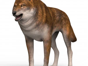 kırmızı kurt 3D Model