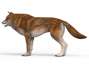 red wolf Model 3D