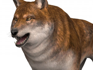 red wolf Model 3D
