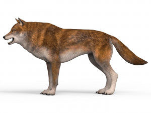 red wolf Model 3D