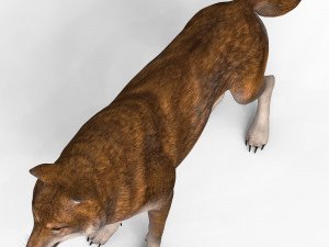 red wolf Model 3D