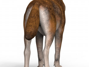 red wolf Model 3D
