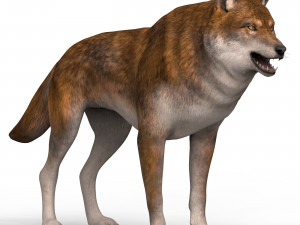red wolf Model 3D