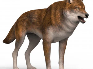 red wolf 3D Model