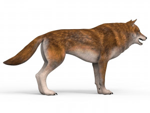 red wolf Model 3D