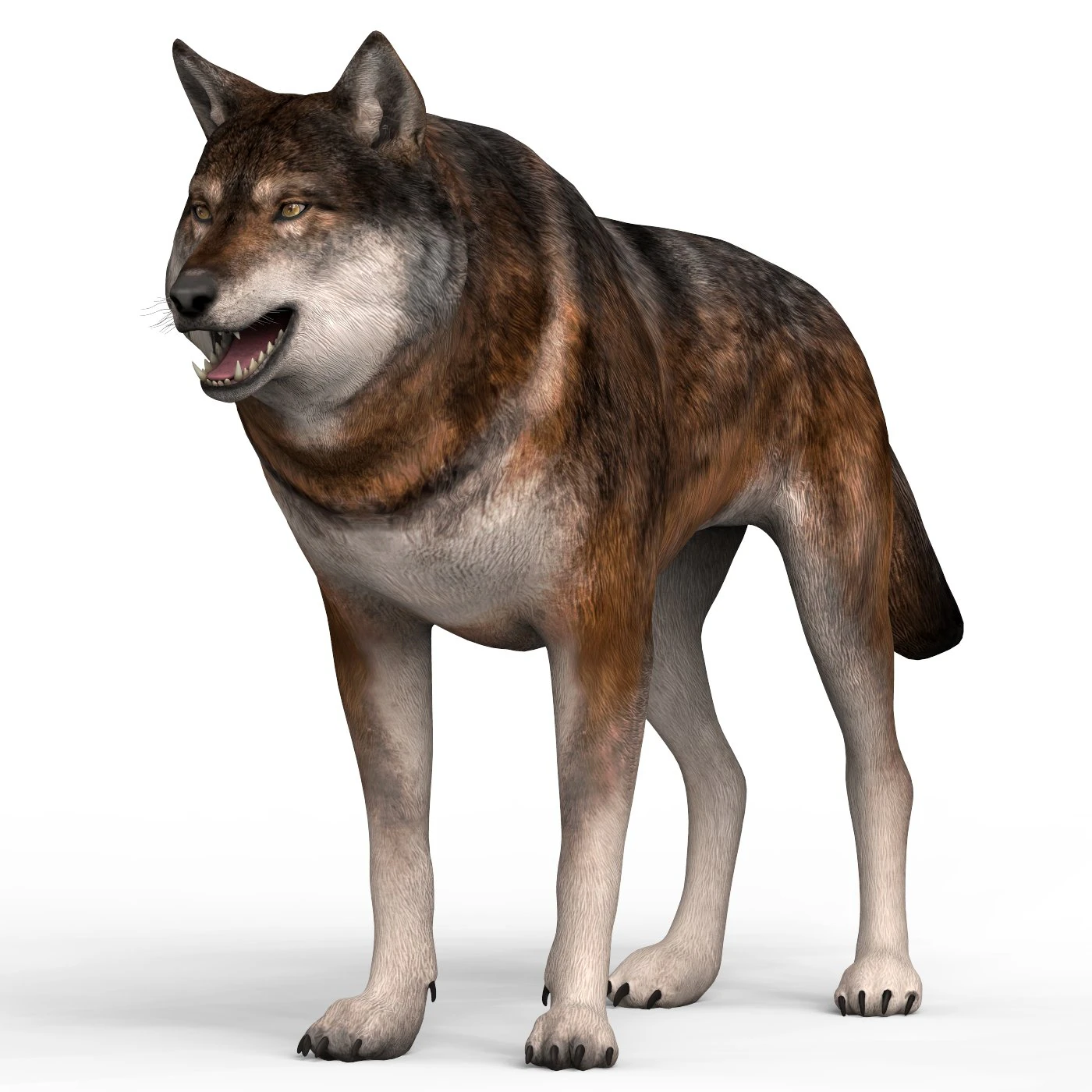 wolf 3D Model .c4d .max .obj .3ds .fbx .stl .blend 