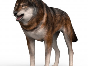 wolf 3D Model