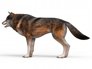 wolf 3D Model