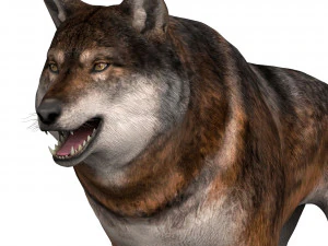 wolf 3D Model