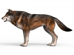 wolf 3D Model