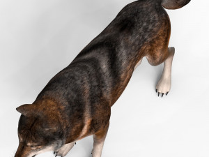wolf 3D Model