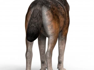 wolf 3D Model