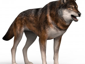wolf 3D Model