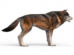 wolf 3D Model