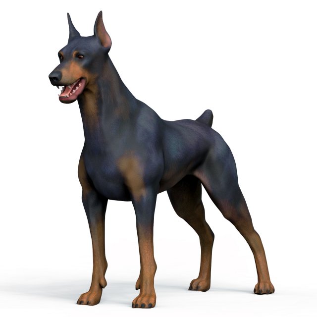 Dobermann Dog With PBR Textures 3D 模型 .c4d .max .obj .3ds .fbx .stl .blend 