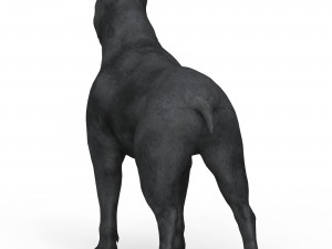 Black Dog Modelo 3D