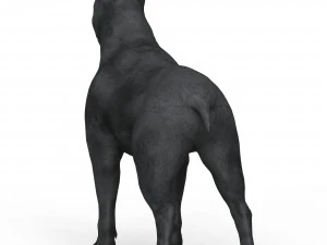Black Dog 3D Model