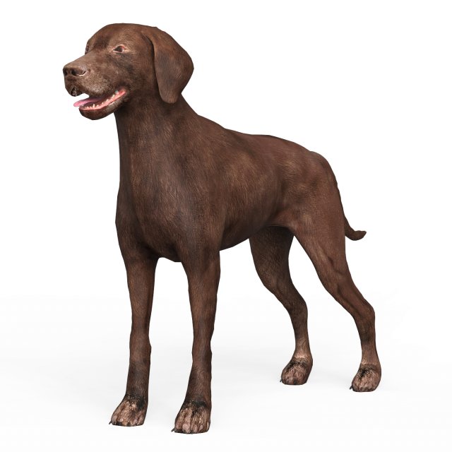 Brown Dog Model 3D .c4d .max .obj .3ds .fbx .stl .blend 