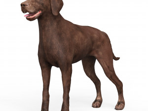 Brown Dog Modelo 3D