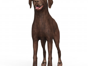 Brown Dog Model 3D