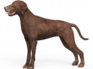 Brown Dog Model 3D