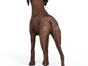 Brown Dog Model 3D