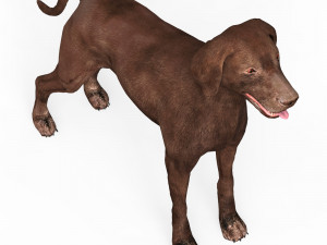 Brown Dog Model 3D