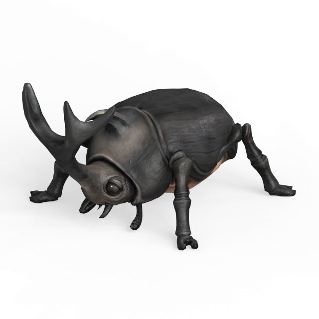 Rhino Beetle Model 3D .c4d .max .obj .3ds .fbx .stl .blend 