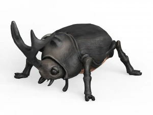 Gergedan B&ouml;ceği 3D Model