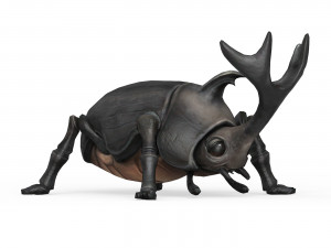 Rhino Beetle Model 3D