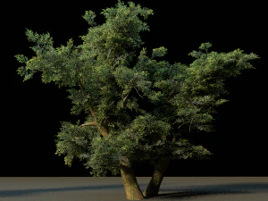 tree pack 3D Model