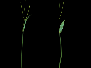 assetnature pack01 3D Model