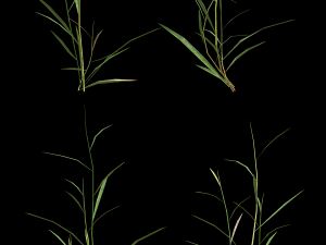 assetnature pack01 3D Model