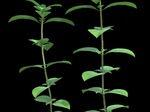 assetnature pack01 3D Model