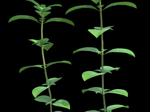 assetnature pack01 3D Model