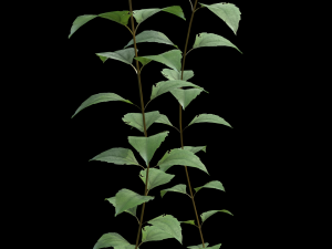 assetnature pack01 3D Model
