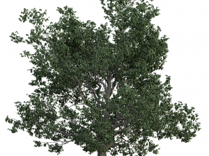 tree realistic 3D Model