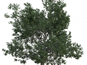 &aacute;rvore realista Modelo 3D