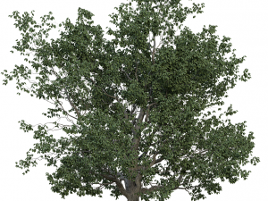 tree realistic 3D Model