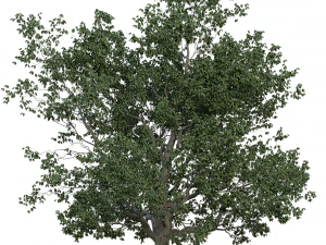 &aacute;rvore realista Modelo 3D