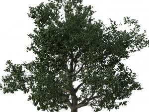 &aacute;rvore realista Modelo 3D