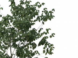 tree realistic 3D Model