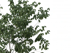 &aacute;rvore realista Modelo 3D