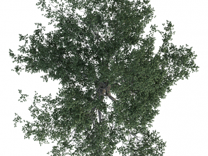 tree realistic 3D Model