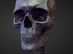 45 HEADS high poly sculpts 3D Model
