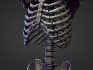 45 TORSOS high poly sculpts Model 3D